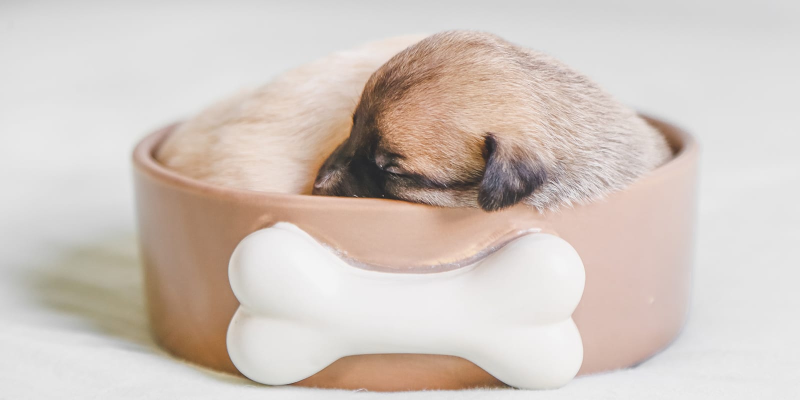 pup in a bowl