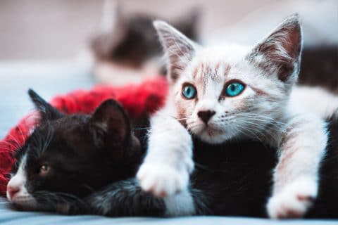 white cat with blue eyes lounging on black cat